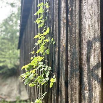 Bunker Hill Covered Bridge - Ivy growing at the side of the covered bridge area - Landmarks & Historical Buildings Near Me - Claremont, North Carolina