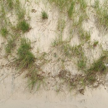 West Beach, Indiana Dunes - Dune plants - Beaches Near Me - Gary, Indiana West Beach, Indiana Dunes - Dune plants - Beaches Near Me - Gary, Indiana