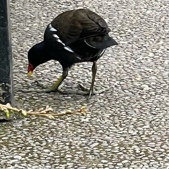 Holland Park - Parks Near Me - London, XGL Holland Park - Parks Near Me - London, XGL
