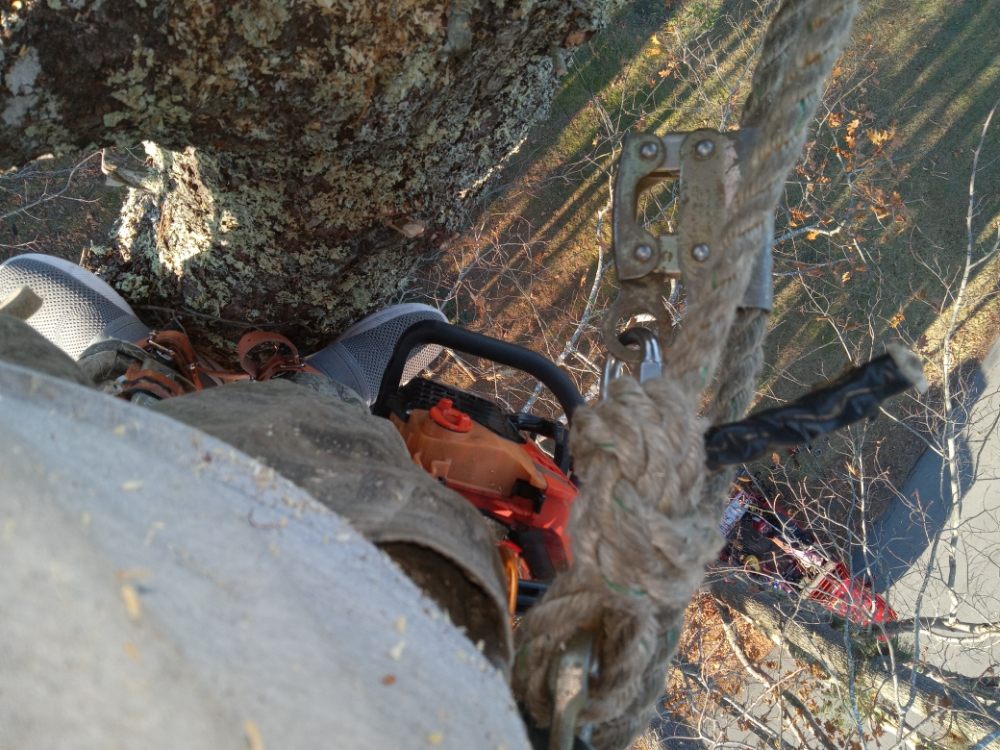 Axe Ceptional Tree Removal - tree service in Hermon, ME