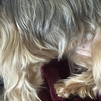 Oops Pet - Pet Groomers Near Me - Irvine, California Oops Pet - Pet Groomers Near Me - Irvine, California