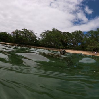 Hawaii Turtle Tours - Tours Near Me - Honolulu, Hawaii