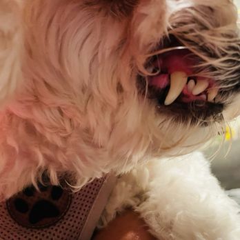 MexiVet Express - Teeth are cleaned - Veterinarians Near Me MexiVet Express - Teeth are cleaned - Veterinarians Near Me