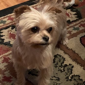 The Foxy Dog - Roxy - Pet Groomers Near Me - Eugene, Oregon