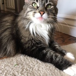 Soulard Pet Sitters - Xena