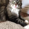 Soulard Pet Sitters gift card