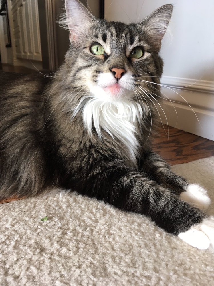 Soulard Pet Sitters - pet boarding facility in Saint Louis, MO