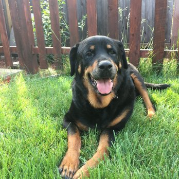 Aloha Pet Care Services - Dog Walkers Near Me Aloha Pet Care Services - Dog Walkers Near Me