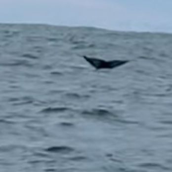 Dockside Charters - Whale fluke - Boating Near Me - Depoe Bay, Oregon