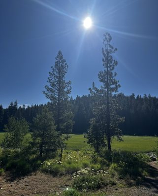 Ponderosa State Park by null