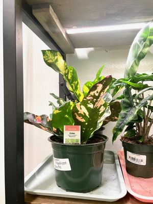 Chelsea Garden Center by null