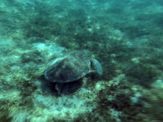 Virgin Islands Ecotours - St. Thomas by null