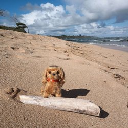 Fuji Beach Aka Baby Beach