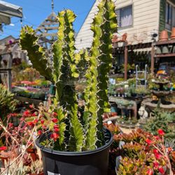Clement Nursery