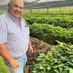 Drath Family Farm - Keary Draft Standing in Front of a 3 year old Wisconsin "White Ginseng plants. Photo taken Saturday August 20, 2022
