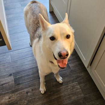 Ship My Pets Ship My Pets