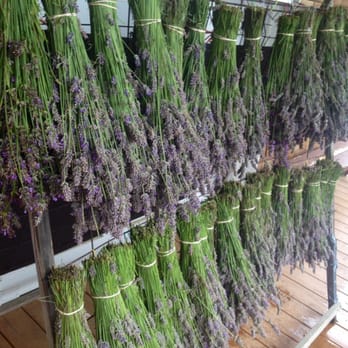 Lavender by the Bay - Drying racks - Pick Your Own Farms Near Me - East Marion, New York Lavender by the Bay - Drying racks - Pick Your Own Farms Near Me - East Marion, New York