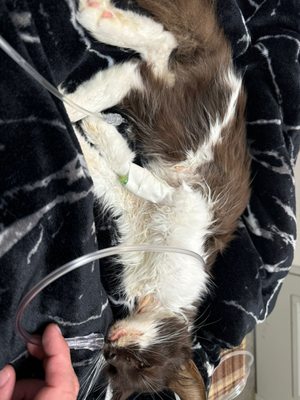 Best Friends Pet Adoption Center by null