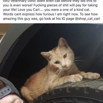 Lititz Veterinary Clinic - Cat - Veterinarians Near Me - Lititz, Pennsylvania Lititz Veterinary Clinic - Cat - Veterinarians Near Me - Lititz, Pennsylvania