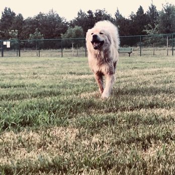 Wiggly Field Dog Park - Dog Parks Near Me - Denton, Texas Wiggly Field Dog Park - Dog Parks Near Me - Denton, Texas