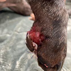Surrey Animal Hospital - Paw pad