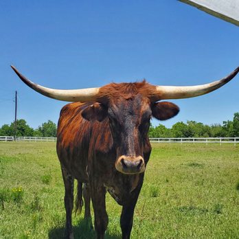 Fuddruckers - Texas longhorns . - Burgers Near Me - Houston, Texas Fuddruckers - Texas longhorns . - Burgers Near Me - Houston, Texas