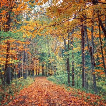 Caesar Creek Gorge State Nature Preserve - Autumn trail - Parks Near Me - Oregonia, Ohio Caesar Creek Gorge State Nature Preserve - Autumn trail - Parks Near Me - Oregonia, Ohio