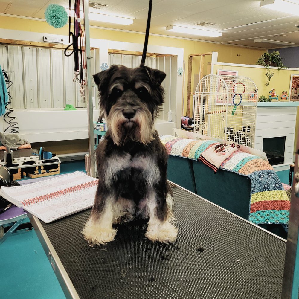 KIMBERLY’S BOUJIE PET SALON Updated August 2024 92 Photos 5722