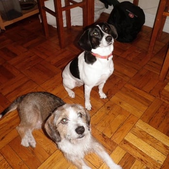 P3 Pet Services - Dog Walkers Near Me - Washington, DC, District of Columbia