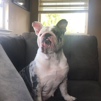 Cozy Home Pet Services - Pet Sitting Near Me - Tustin , California Cozy Home Pet Services - Pet Sitting Near Me - Tustin , California