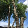 Photo of Hyperion Tree Service