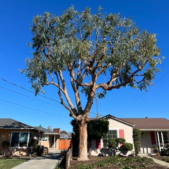 Bears Tree Services - Tree Services Near Me - Santa Cruz, California