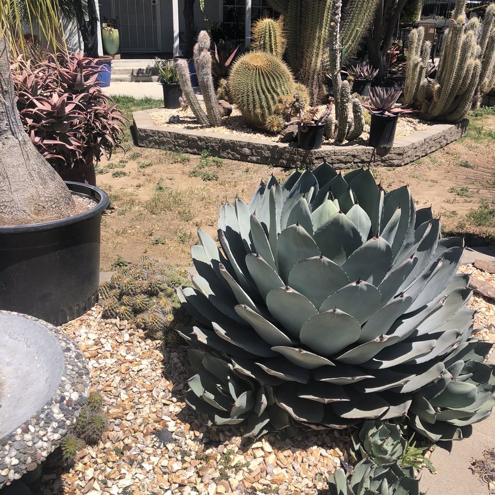 Poot's Cactus Nursery - Nurseries & Gardening Near Me - Ripon, California Poot's Cactus Nursery - Nurseries & Gardening Near Me - Ripon, California