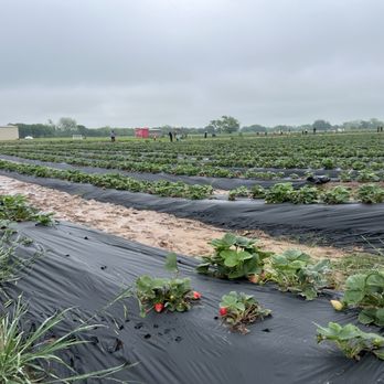 Pecan Creek Strawberry Farm - Pick Your Own Farms Near Me - Pilot Point, Texas Pecan Creek Strawberry Farm - Pick Your Own Farms Near Me - Pilot Point, Texas