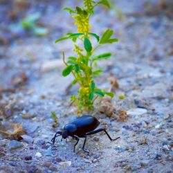 A darkling beetle on the wetland trail - these guys were everywhere! (May 2024)
