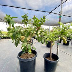 O2 Nursery
