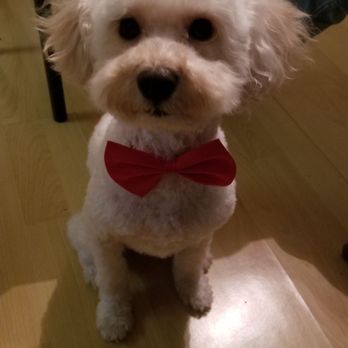 Dazzling Pup - Shes so cute. - Pet Groomers Near Me - San Gabriel, California