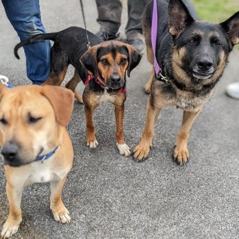 A Good Dog Rescue - We are all rescues playing at Canine Kindergarten cage free while we wait for homes - Animal Shelters Near Me - Ossining, New York