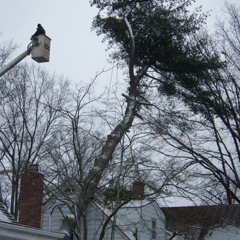 Cutting Edge Tree Service - Amazingly - This Pine Fell Slowly against the house in freezing weather, and only broke a few shingles! This was an Emergency Response! - Tree Services Near Me - Norfolk, Virginia