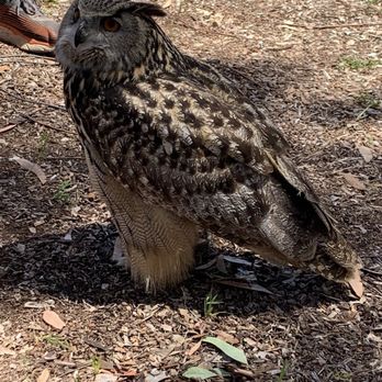 Catalina Falconry Experience - Ruby all fluffed up. She recently laid eggs for the first time. - Active Life Near Me - Avalon, California Catalina Falconry Experience - Ruby all fluffed up. She recently laid eggs for the first time. - Active Life Near Me - Avalon, California
