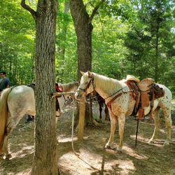 Calico Junction Ranch - Short rest in the woods