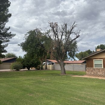 Jason's Tree Service - After - Tree Services Near Me - Phoenix, Arizona Jason's Tree Service - After - Tree Services Near Me - Phoenix, Arizona