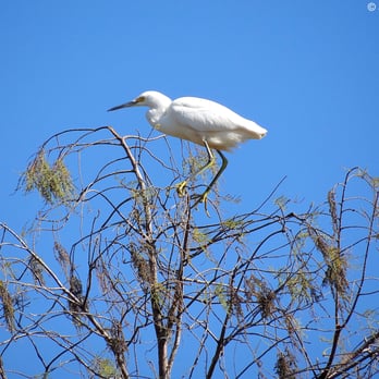 Big Cypress National Preserve - A Snowy Egret landing at the Big Cypress National Preserve in Ochopee, Florida. - Parks Near Me - Ochopee, Florida