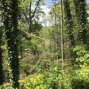 James Roberts Professional Tree Service - Cute tree not down all the way - Tree Services Near Me James Roberts Professional Tree Service - Cute tree not down all the way - Tree Services Near Me