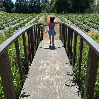 Granny Mays Strawberry Farm - Pick Your Own Farms Near Me - Granite Bay, California Granny Mays Strawberry Farm - Pick Your Own Farms Near Me - Granite Bay, California