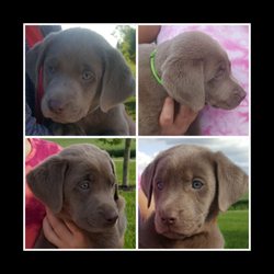 Shady Ridge Labradors - Takin new Pics