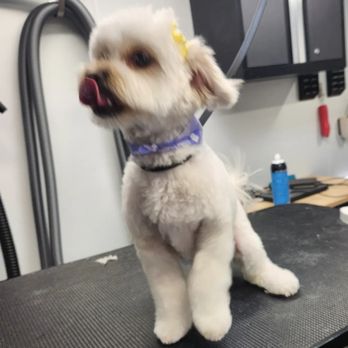 Classy Paws Pet Styling - Pet Groomers Near Me Classy Paws Pet Styling - Pet Groomers Near Me