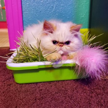 Kingsley Kittens - He loves to lay in his cat grass - Pet Breeders Near Me