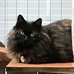 Biscuit