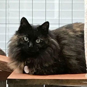 Bridgeview Pet Wellness Clinic - Biscuit - Veterinarians Near Me - Fishers, Indiana